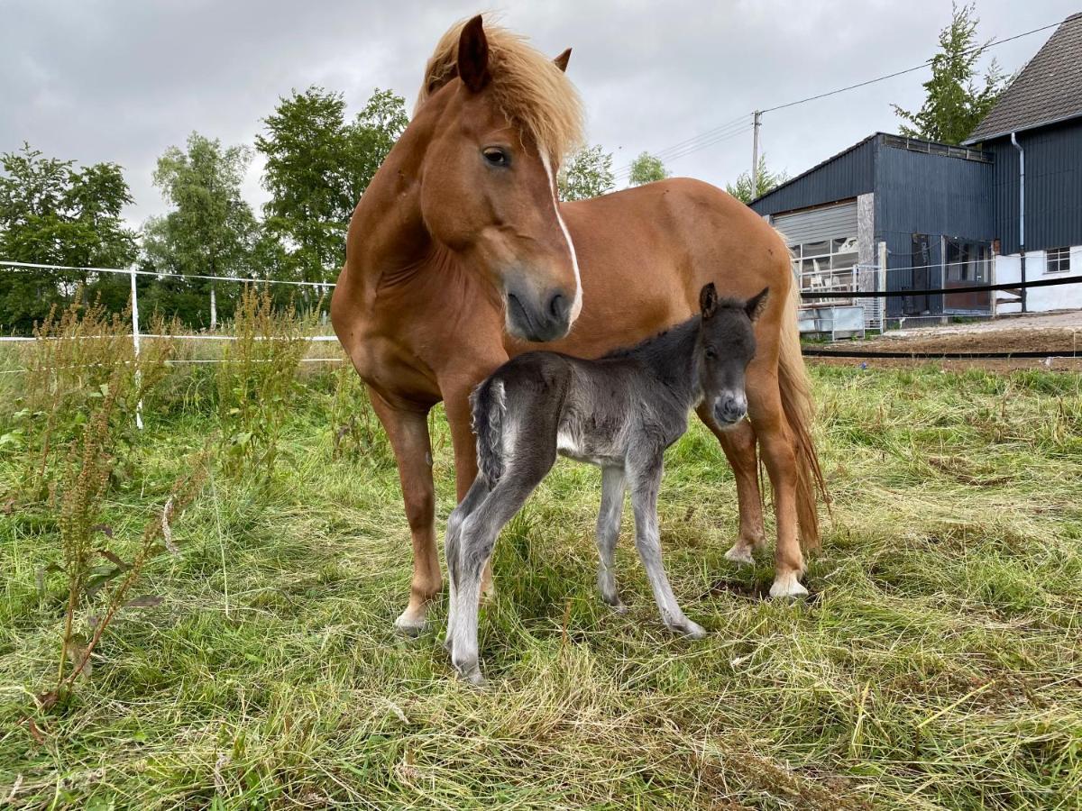 Studio - Grosses Wohn-Schlafzimmer - Dachterrasse - Kamin - Kuche - Hohes Venn - Monschau - Eifel - Hunde Willkommen Beim Hof Vierzehnender Dış mekan fotoğraf